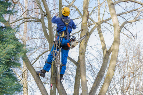 Best Lawn Pest Prevention  in Linln Park, CO