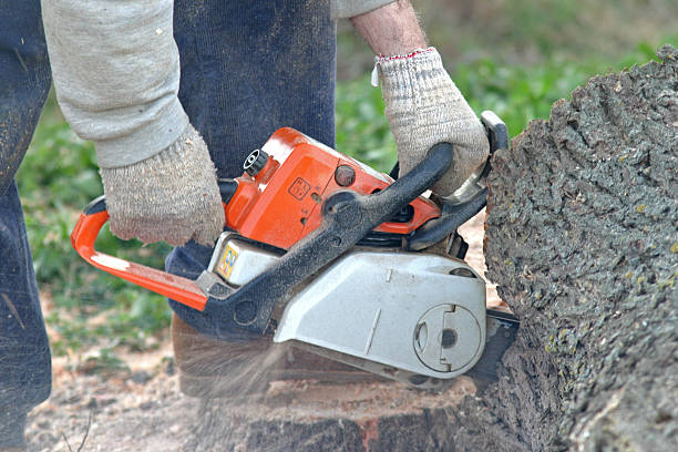 Best Storm Damage Tree Cleanup  in Linln Park, CO