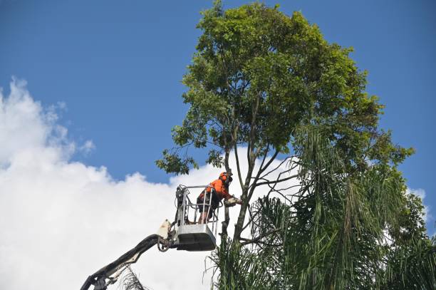 Best Fruit Tree Pruning  in Linln Park, CO
