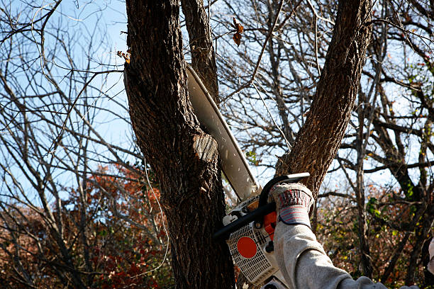 Best Hedge Trimming  in Linln Park, CO