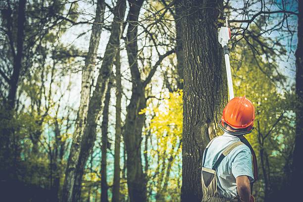 Soil Testing and Treatment in Lincoln Park, CO